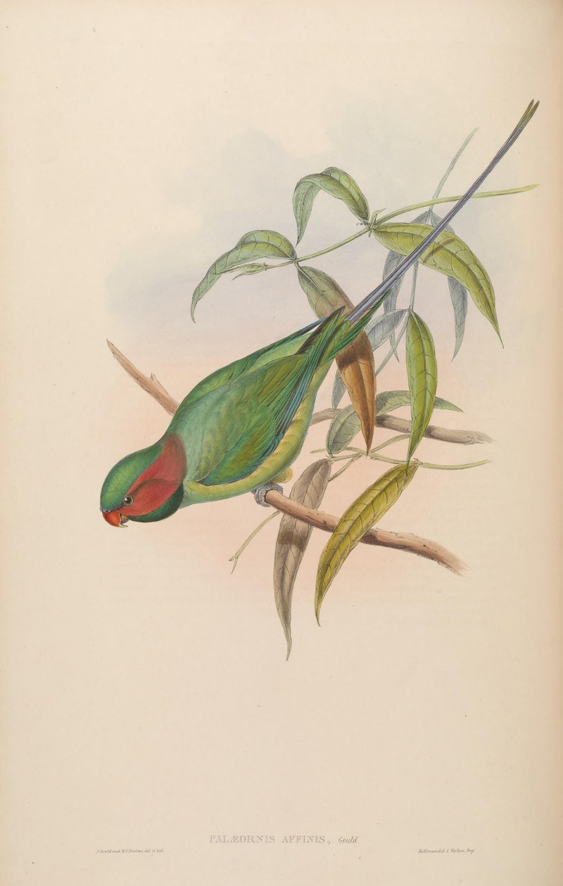 Palaeornis affinis = Psittacula longicauda بواسطة جون جولد