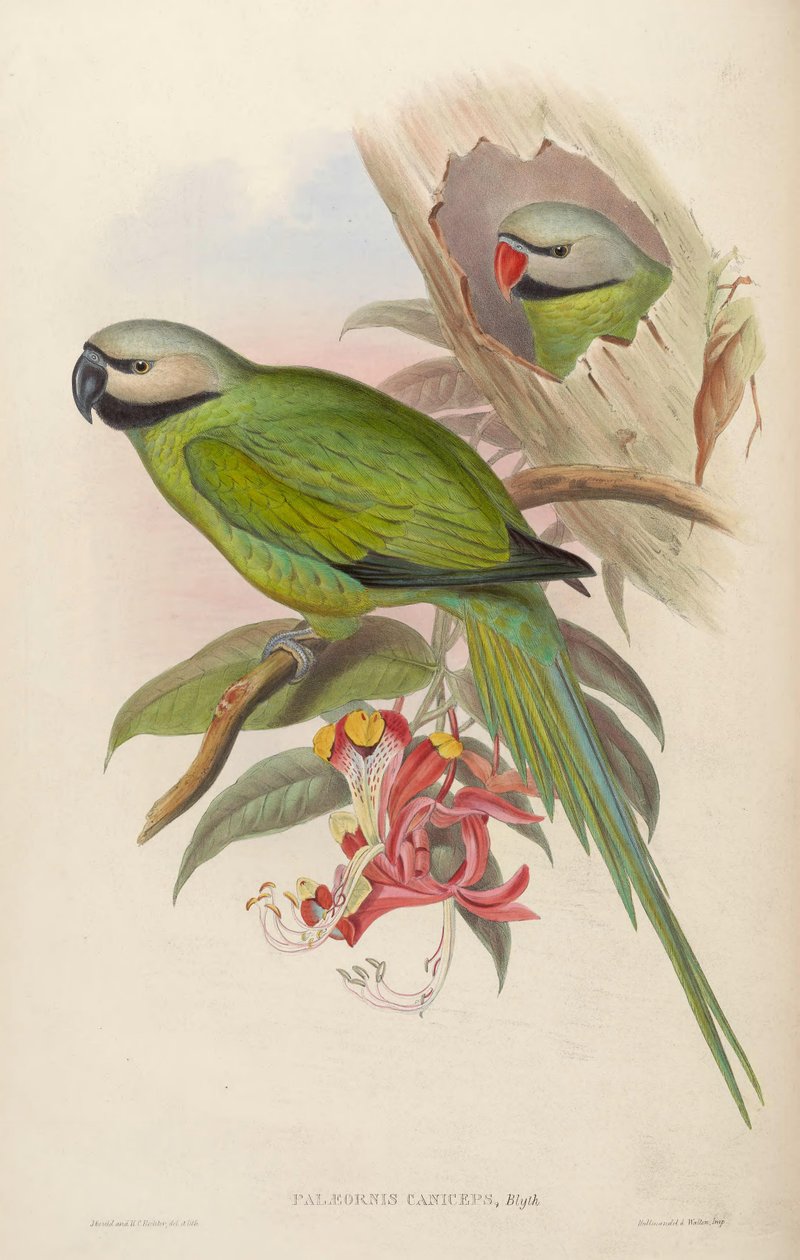 حُفَرُ الحَفَراتِ Palaeornis = حَقَماتُ Psittacula بواسطة جون جولد