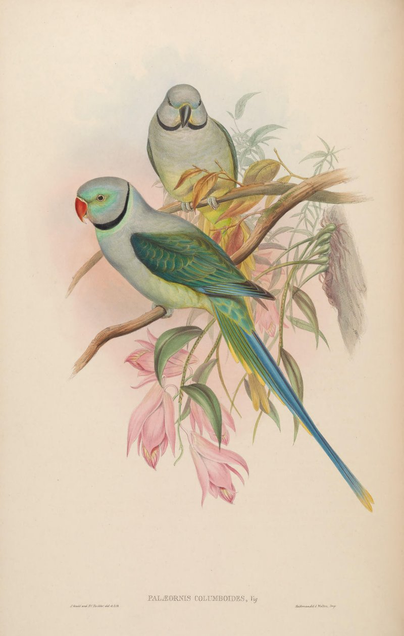 Palaeornis columboides = Psittacula columboides بواسطة جون جولد