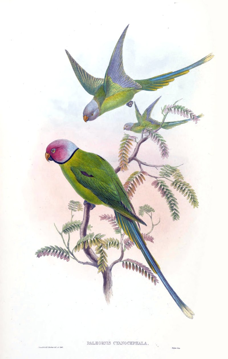 Palaeornis cyanocephalus = Psittacula cyanocephala [2] بواسطة جون جولد