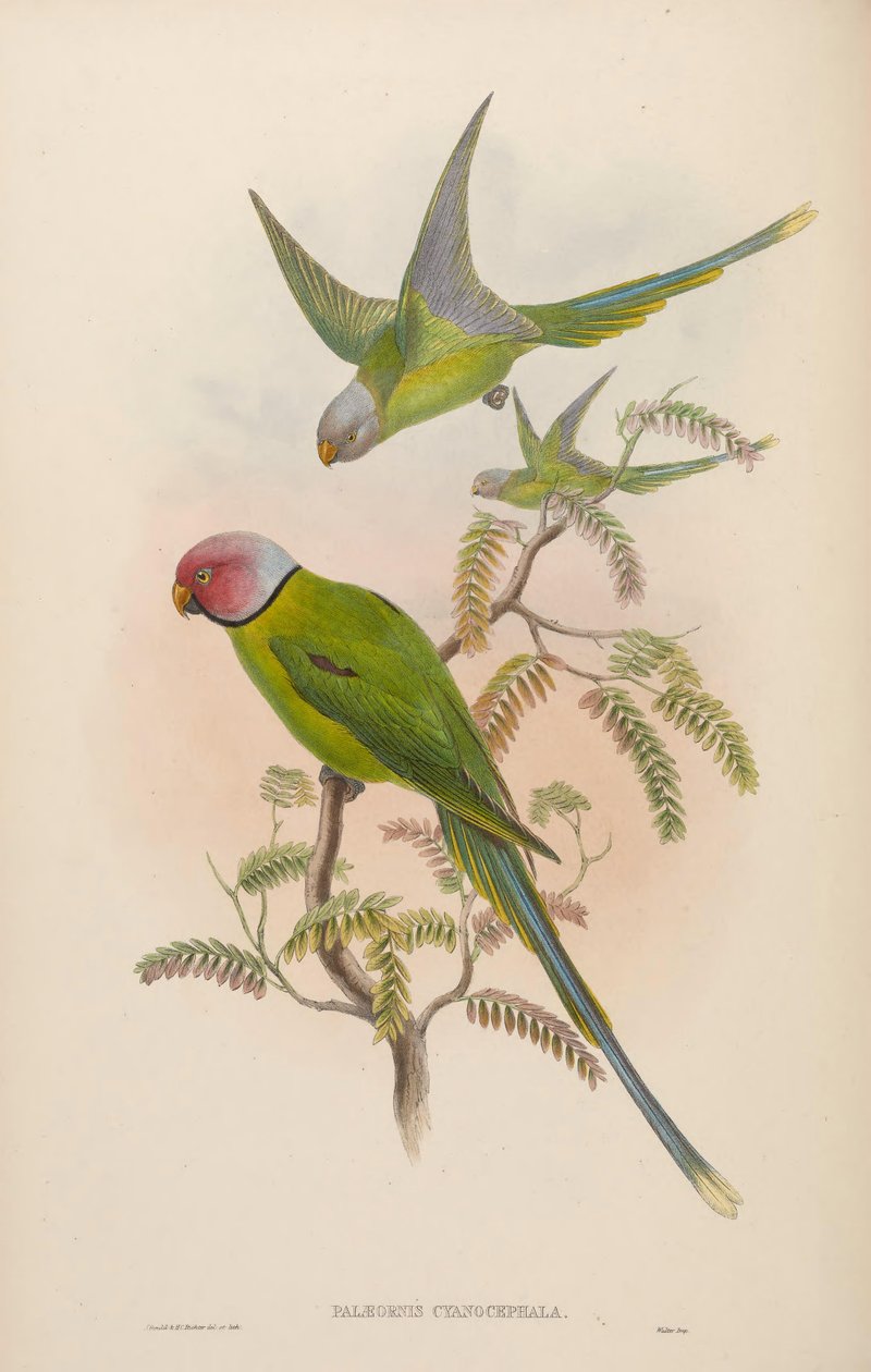 Palaeornis cyanocephalus = Psittacula cyanocephala [2] بواسطة جون جولد