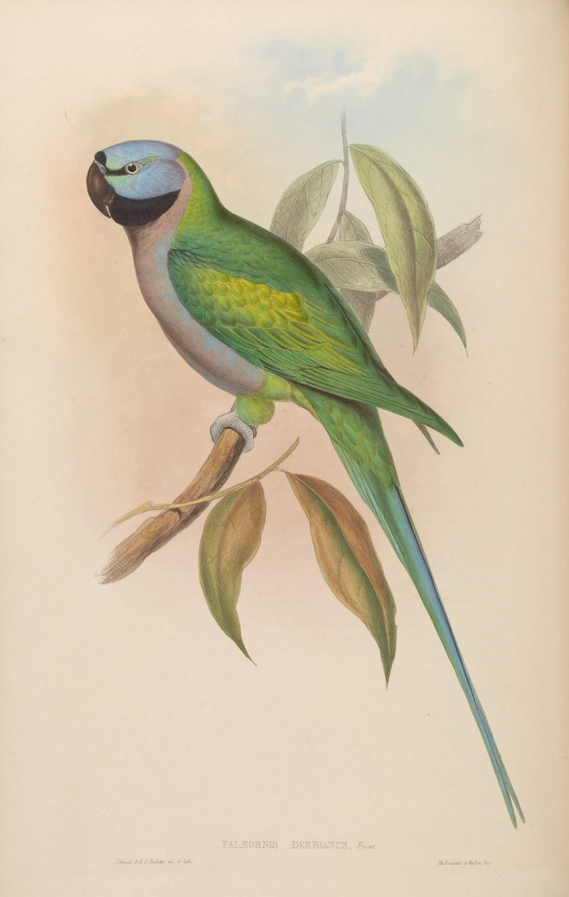 Palaeornis derbianus = Psittacula derbiana بواسطة جون جولد