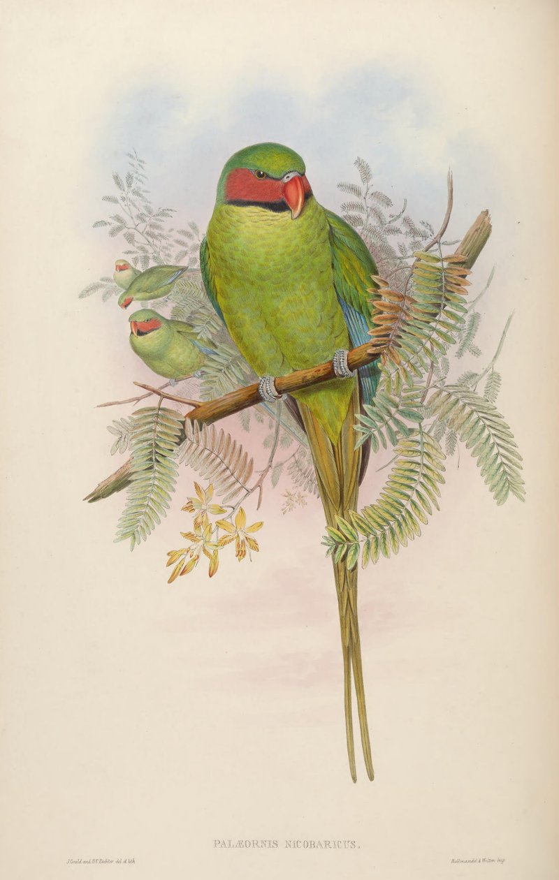 Palaeornis nicobaricus = Psittacula longicauda tytleri بواسطة جون جولد