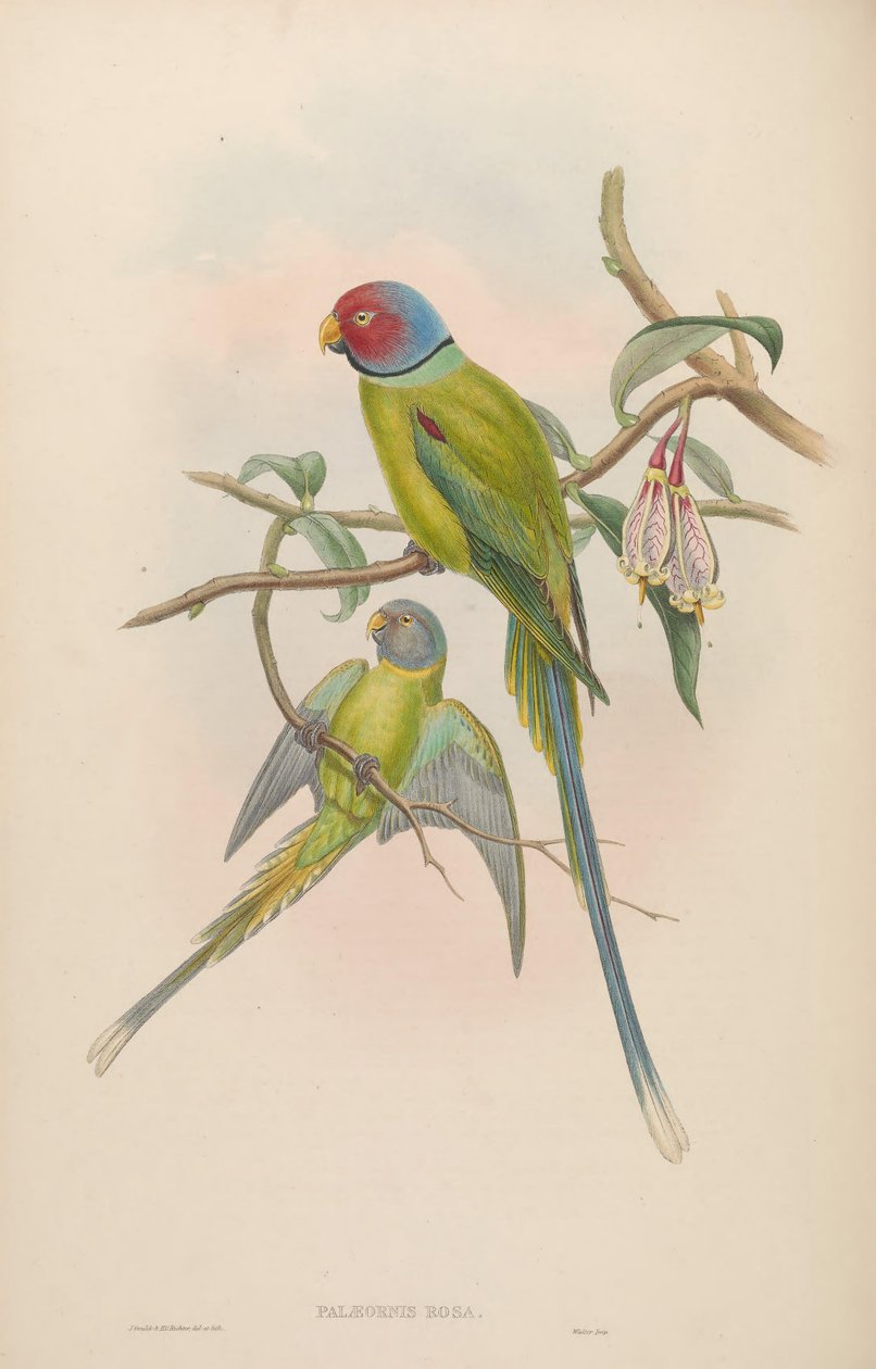Palaeornis rosa = Psittacula roseata بواسطة جون جولد