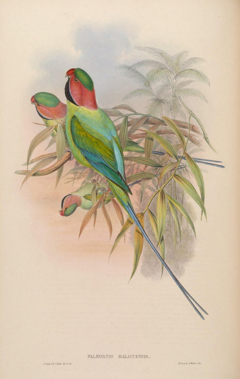 Palæornis malaccensis = Psittacula longicauda nicobarica بواسطة جون جولد