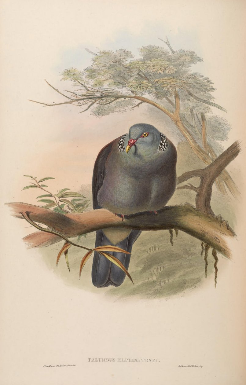 Palumbus elphinstonei = Columba elphinstonii بواسطة جون جولد