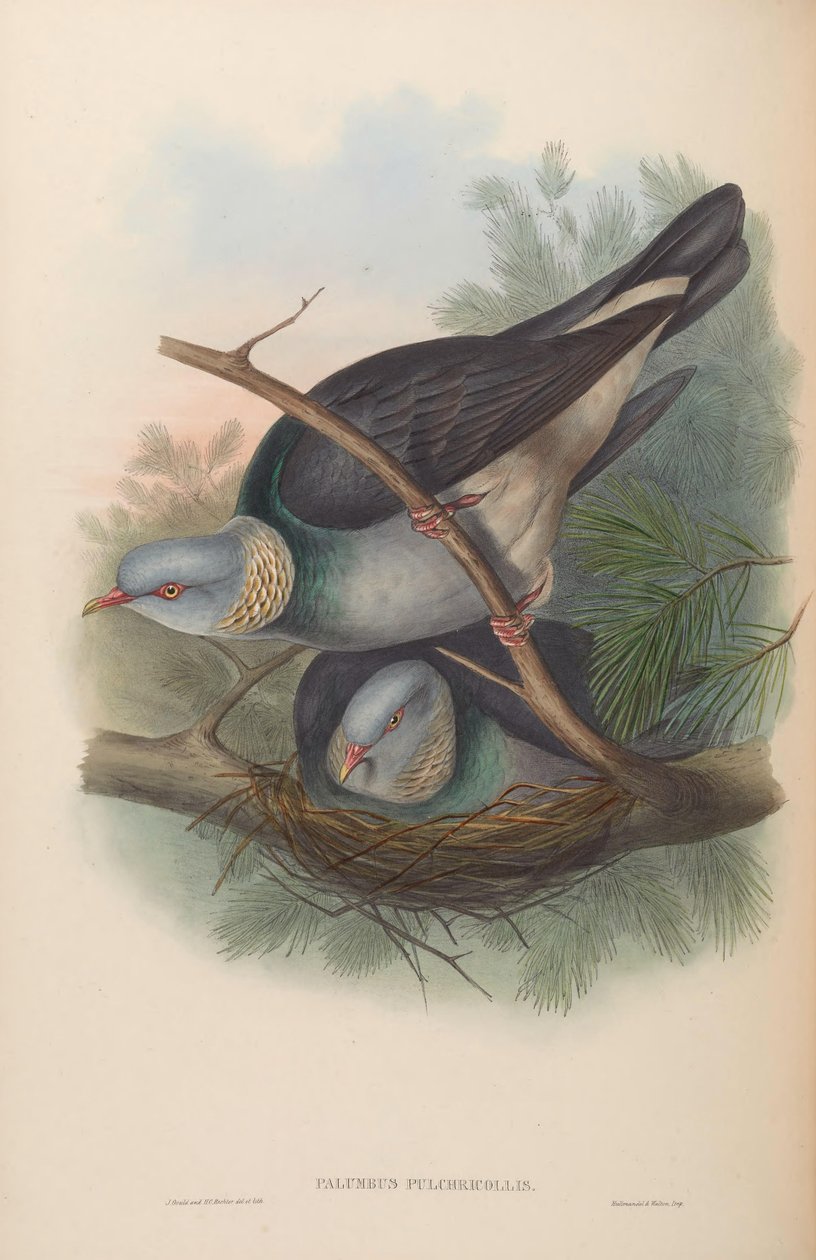 Dove Dove pulchricollis = البولية بواسطة جون جولد