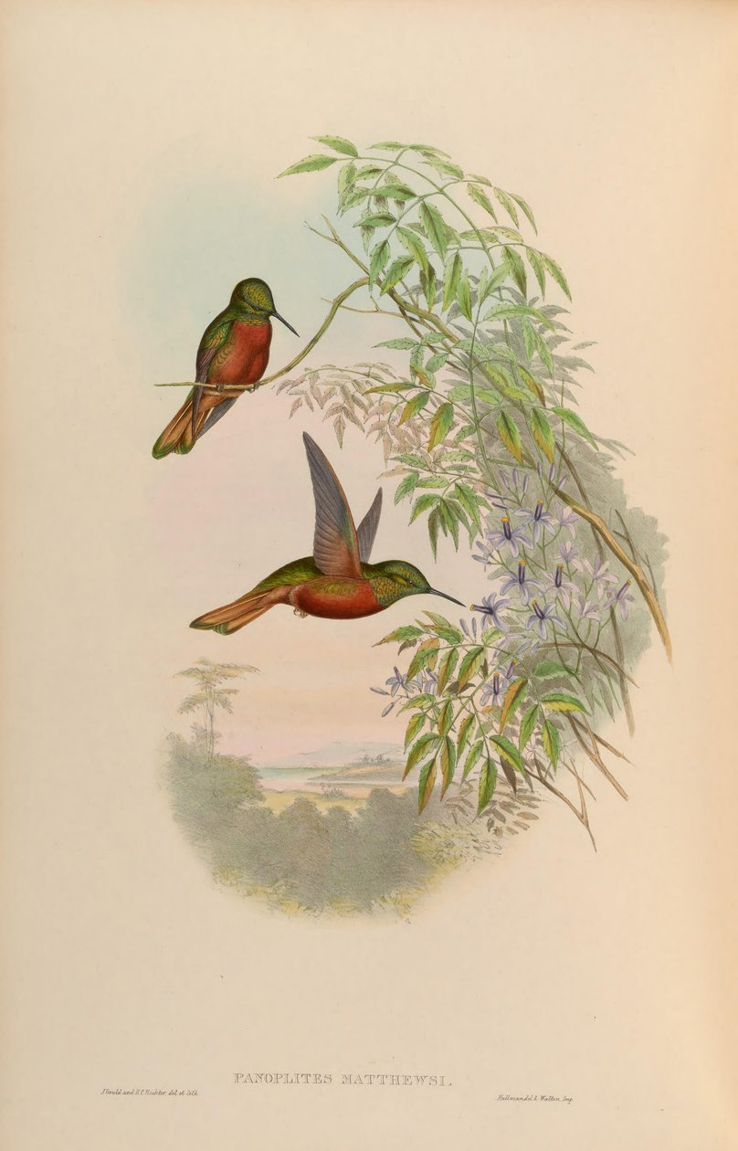 Panoplites matthewsii = Boissonneaua matthewsii بواسطة جون جولد
