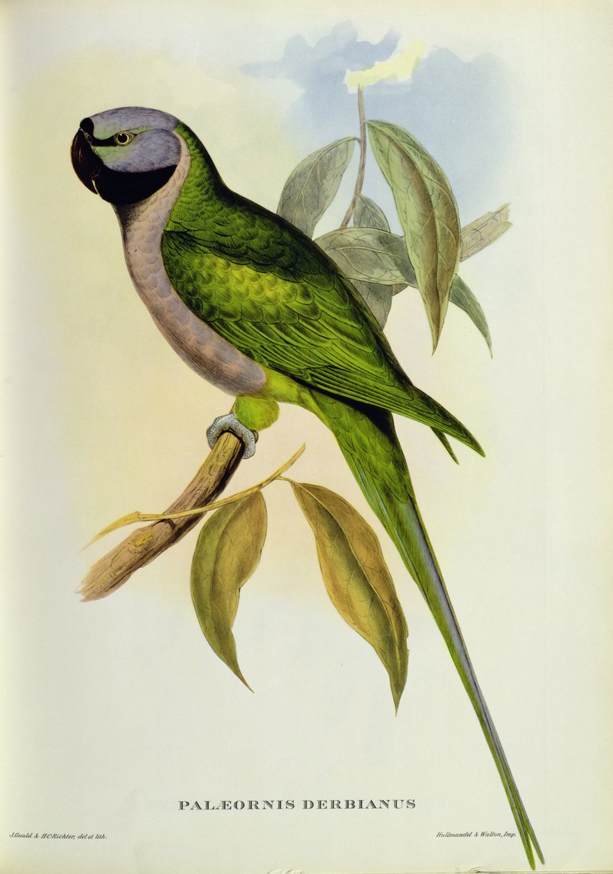 ببغاء: Palaeornis Derbianus ، c.1850 بواسطة جون جولد