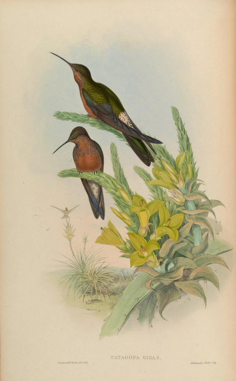 Patigona gigas بواسطة جون جولد