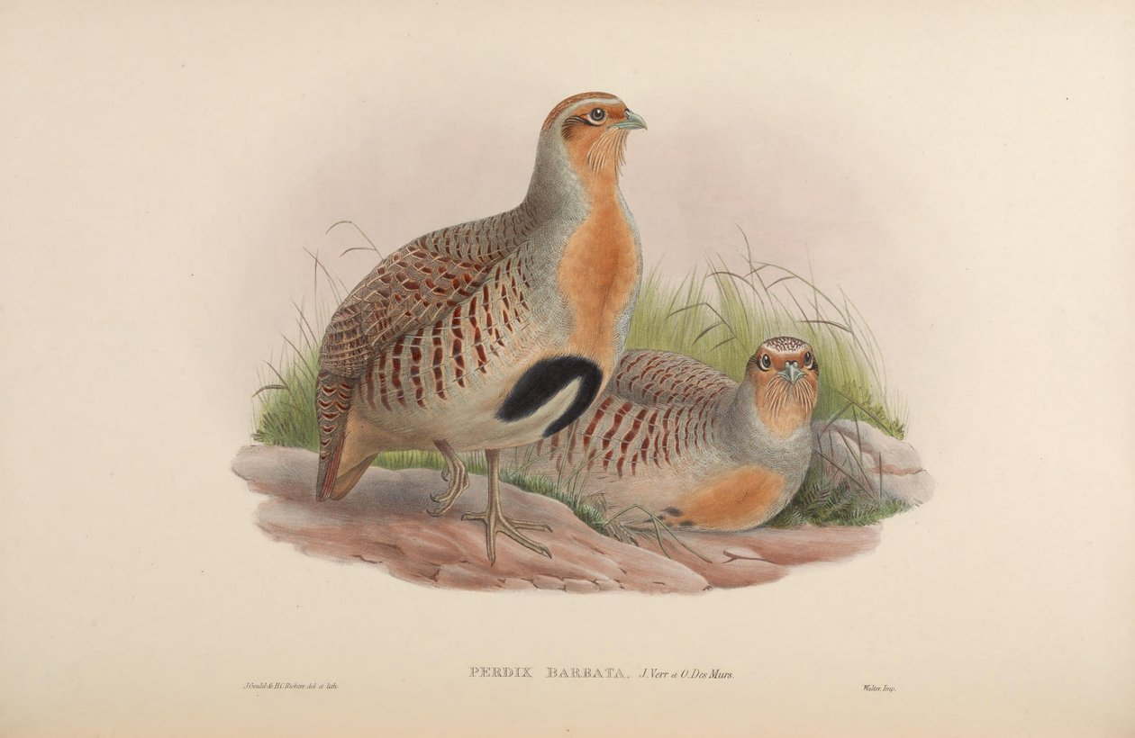 Perdix barbata = Perdix dauurica بواسطة جون جولد