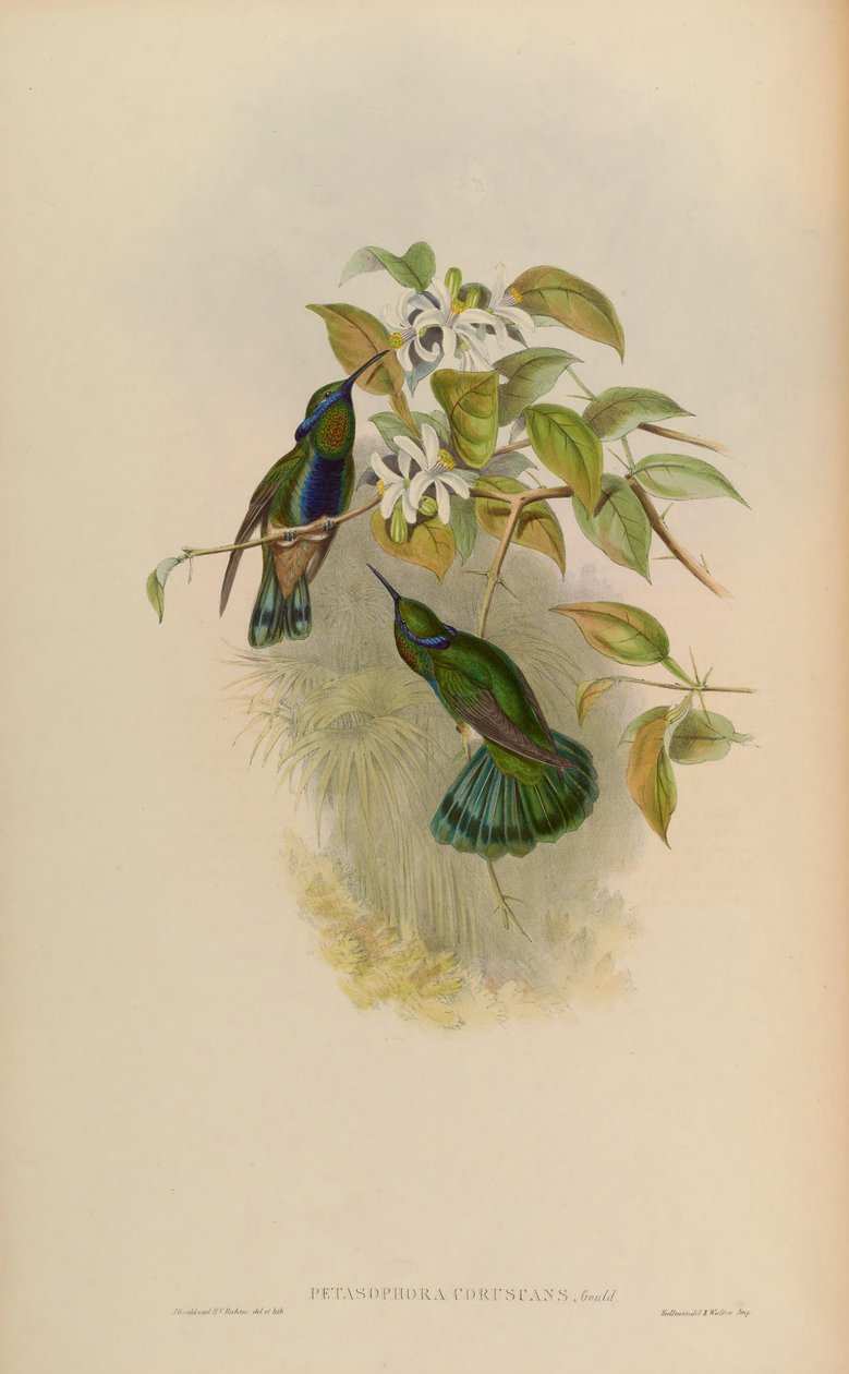 ومضات تفتيح Petasophora = Caemmun بواسطة جون جولد