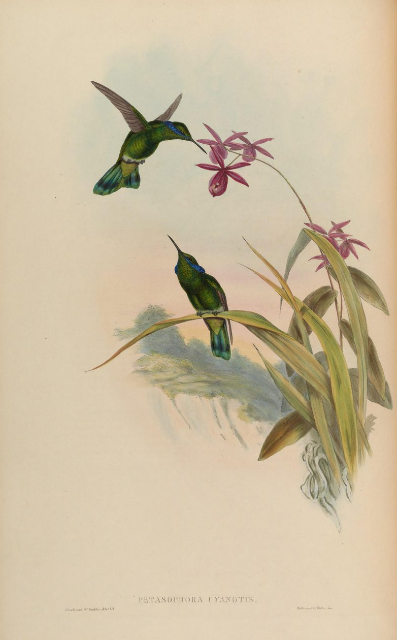 Petasophora cyanotus = Colibri thalassinus cyanotus بواسطة جون جولد