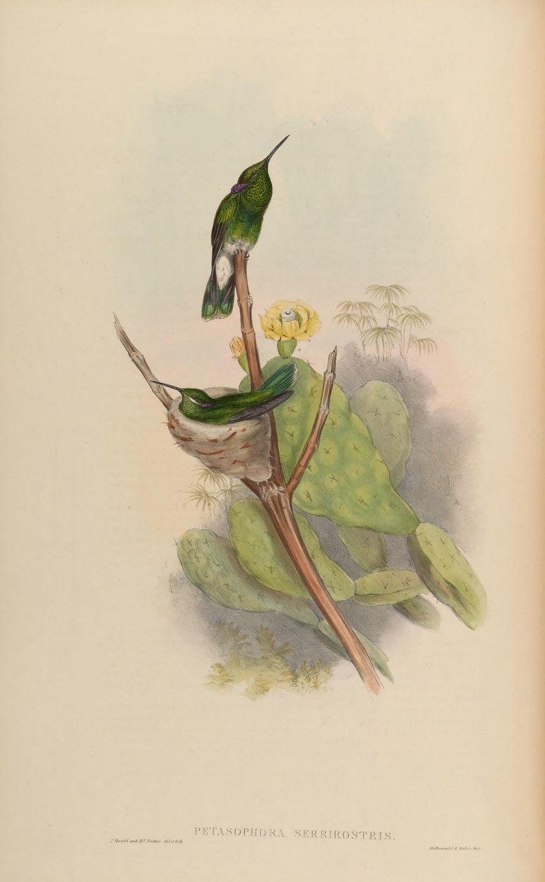 Petasophora serrirostris = Colibri serrirostris بواسطة جون جولد