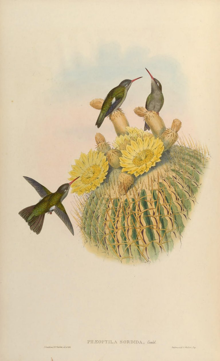 Phaeoptilum قذرة قذرة = Cynanthus بواسطة جون جولد