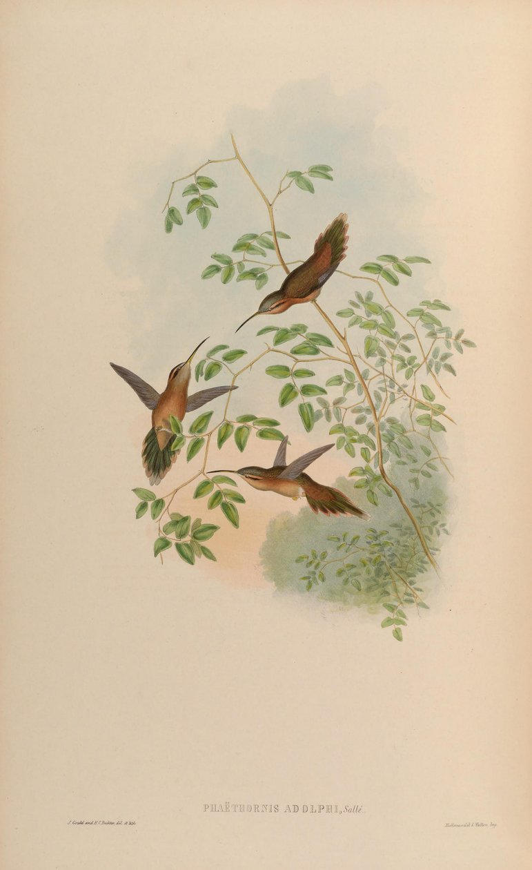 Adolphi = Phaethornis Phaethornis striigularis راض ؛ بواسطة جون جولد