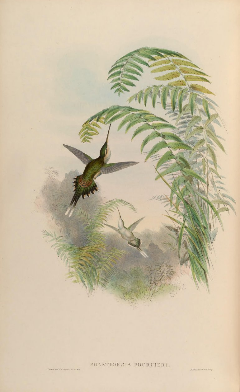 Phaethornis bourcieri بواسطة جون جولد