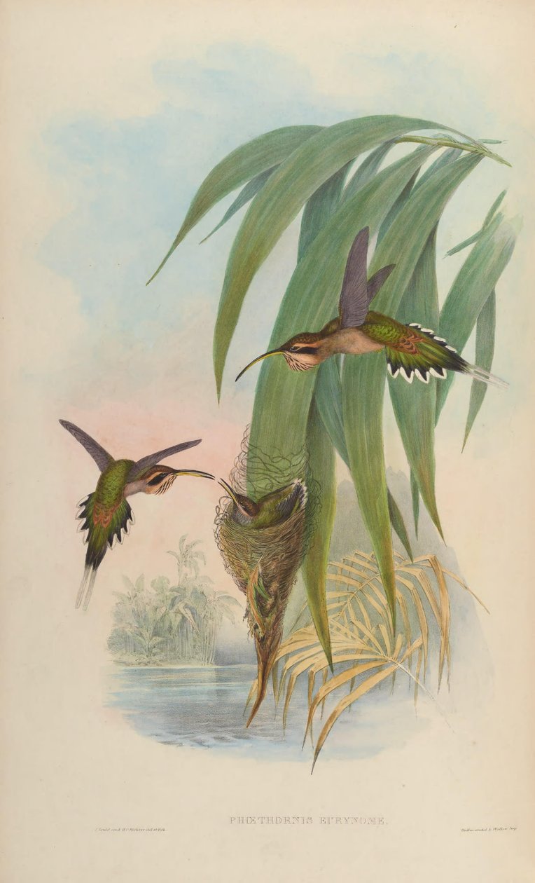 Phaethornis eurynome بواسطة جون جولد