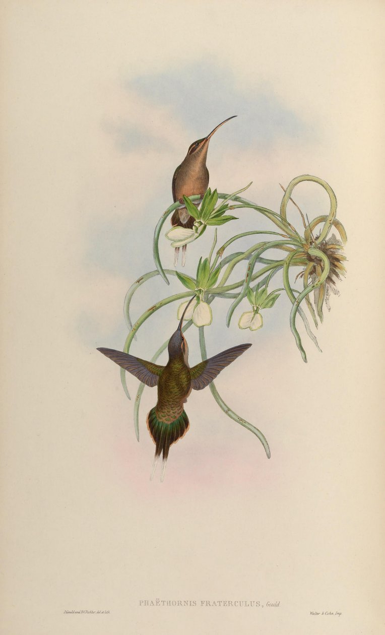 Phaethornis fraterculus = Phaethornis superciliosus superciliosus بواسطة جون جولد