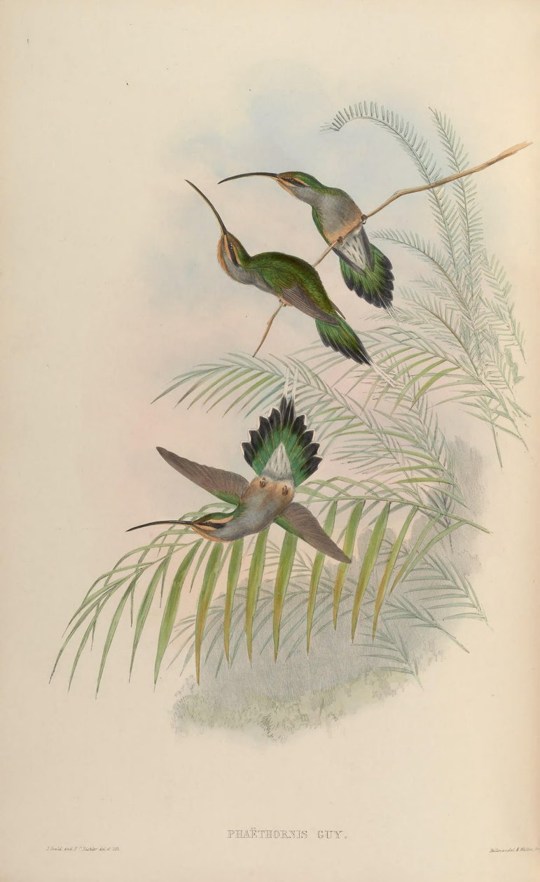 الرجل Phaethornis بواسطة جون جولد