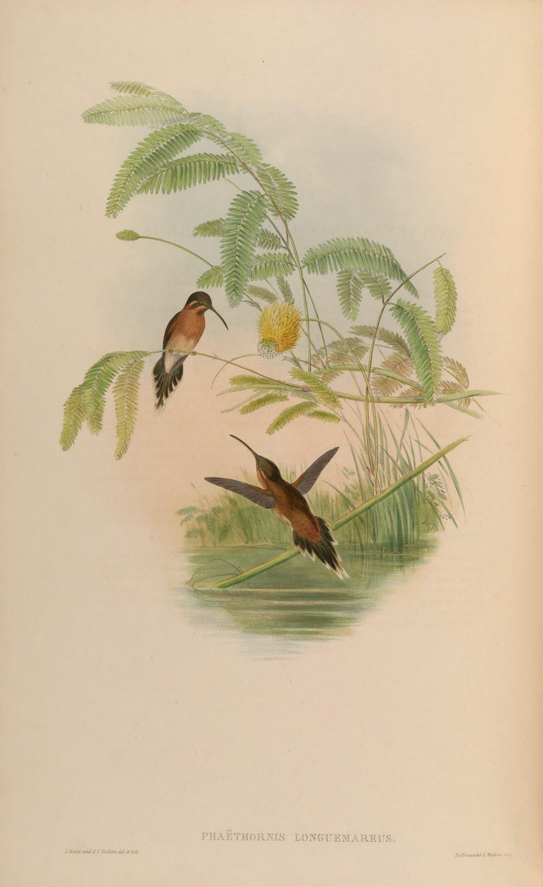 Phaethornis Longemareus بواسطة جون جولد