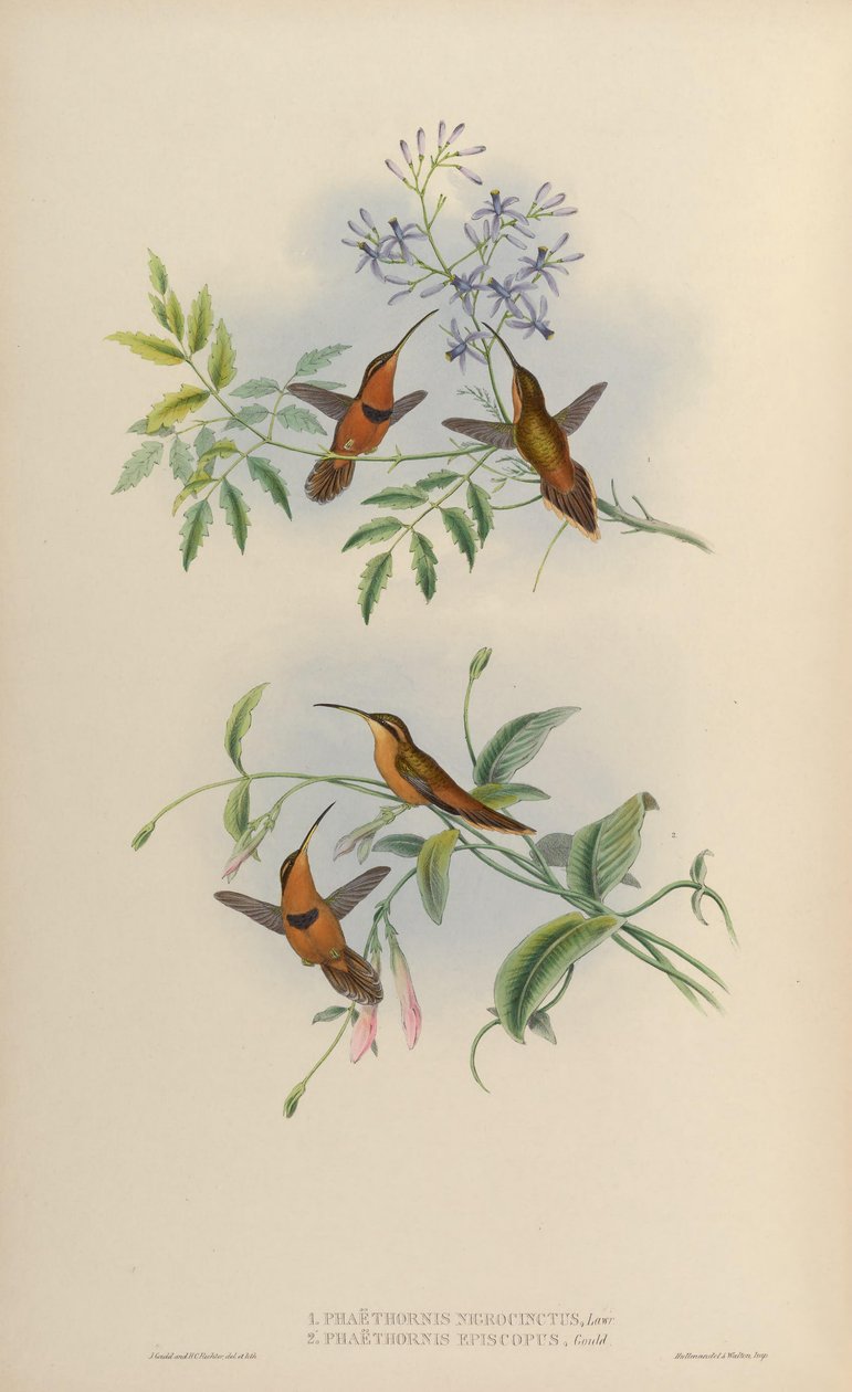 Phaethornis nigricinctus = Phaethornis ruber nigricinctus بواسطة جون جولد