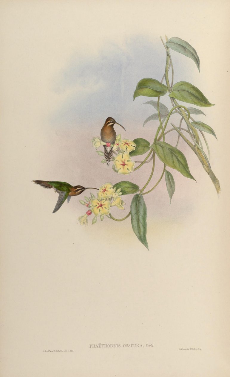 Phaethornis obscura = Phaethornis idaliae بواسطة جون جولد