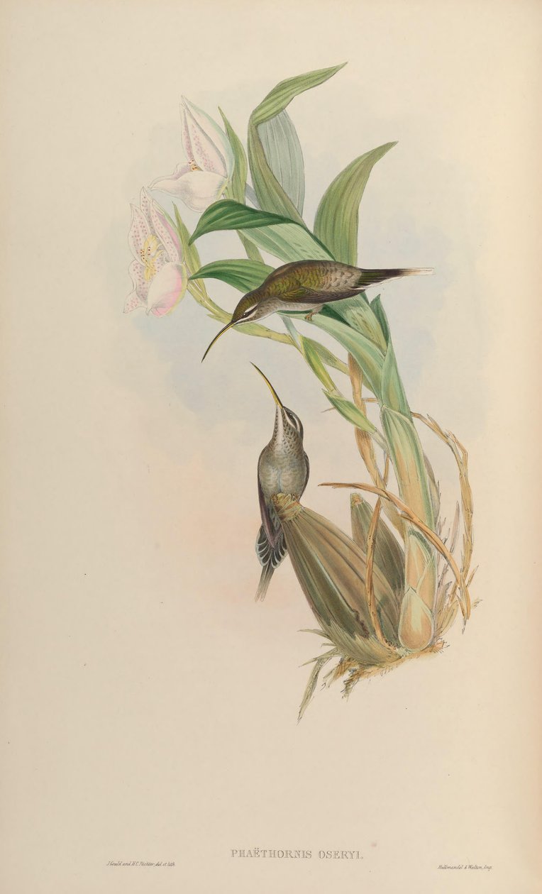 Phaethornis oseryi = Phaethornis hispidus بواسطة جون جولد