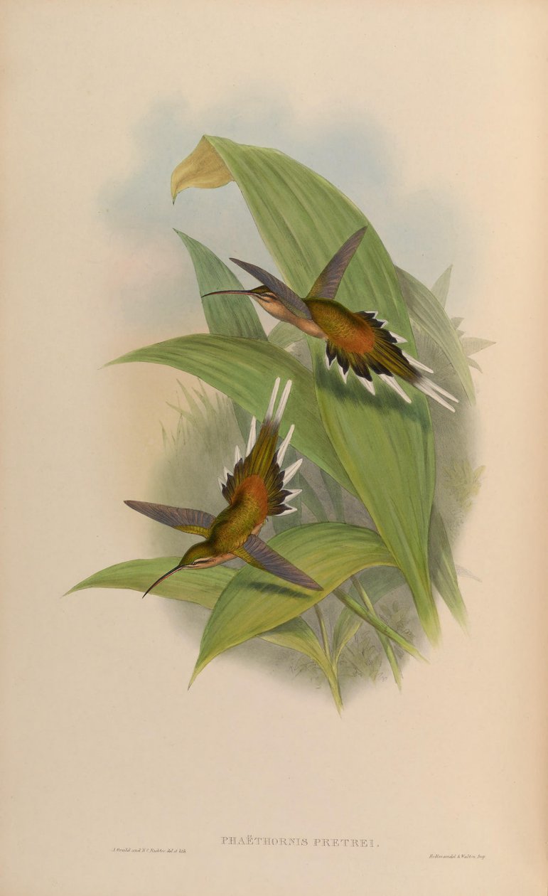 Phaethornis pretrei بواسطة جون جولد