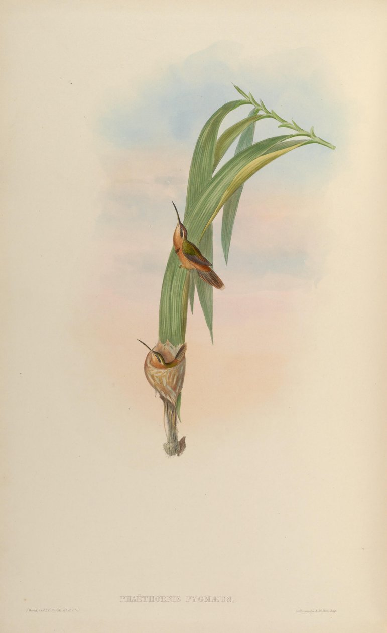 Phaethornis pygmaeus = Phaethornis ruber ruber بواسطة جون جولد