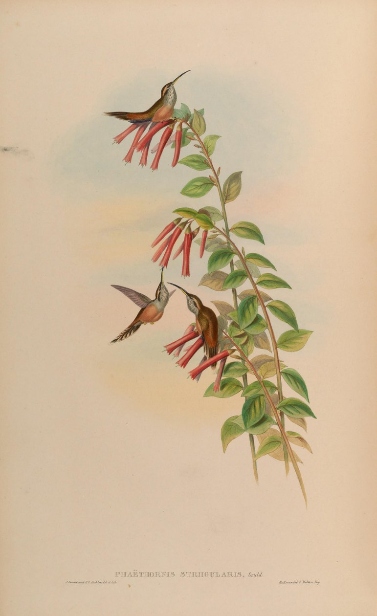 Phaethornis striigularis بواسطة جون جولد
