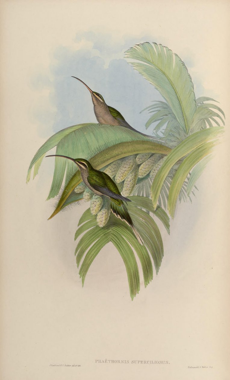 Phaethornis superciliosus بواسطة جون جولد