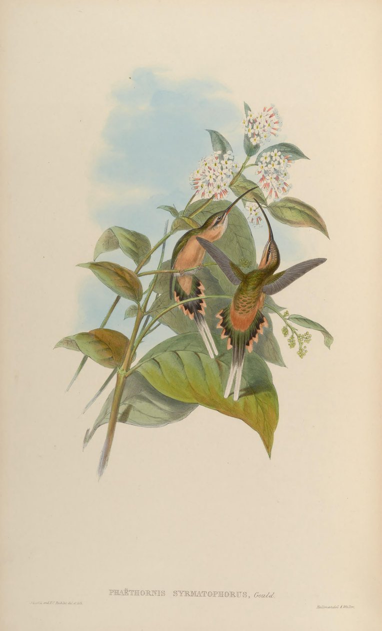 Phaethornis syrmatophorus بواسطة جون جولد