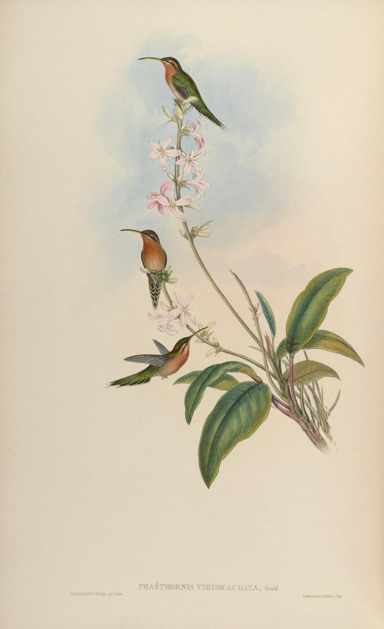 Viridicaudata = Phaethornis Phaethornis idaliae بواسطة جون جولد