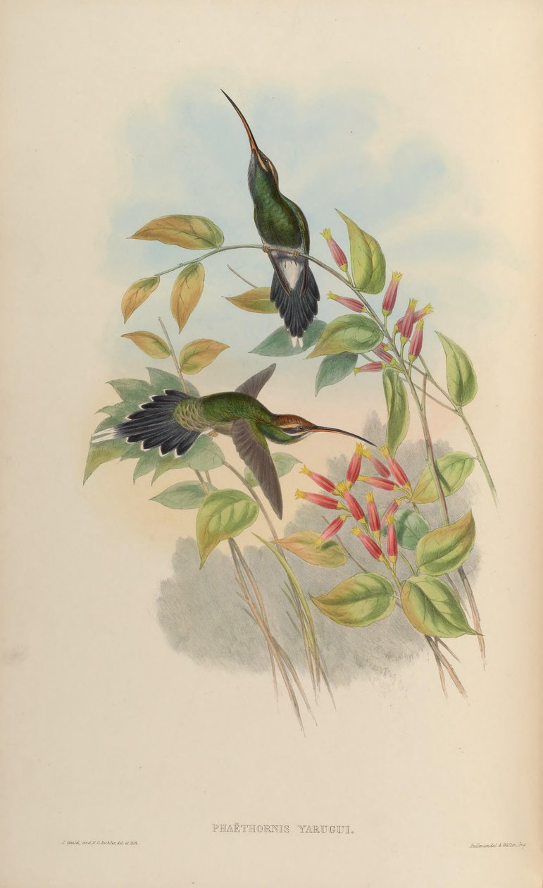 Phaethornis yaruqui بواسطة جون جولد