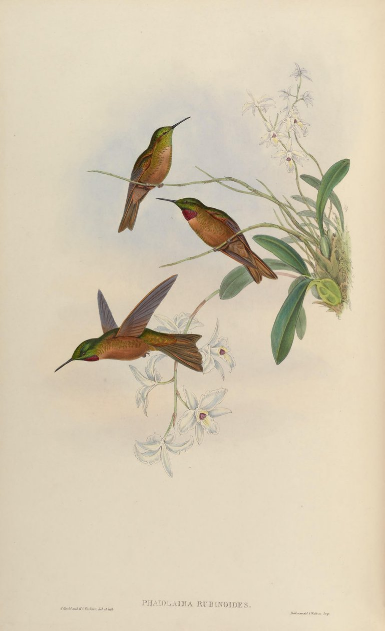Phaiolaema rubinoides = Heliodoxa rubinoides بواسطة جون جولد