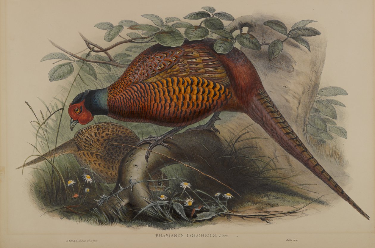 Phasianus Colchicus: الدراج المشترك بواسطة جون جولد