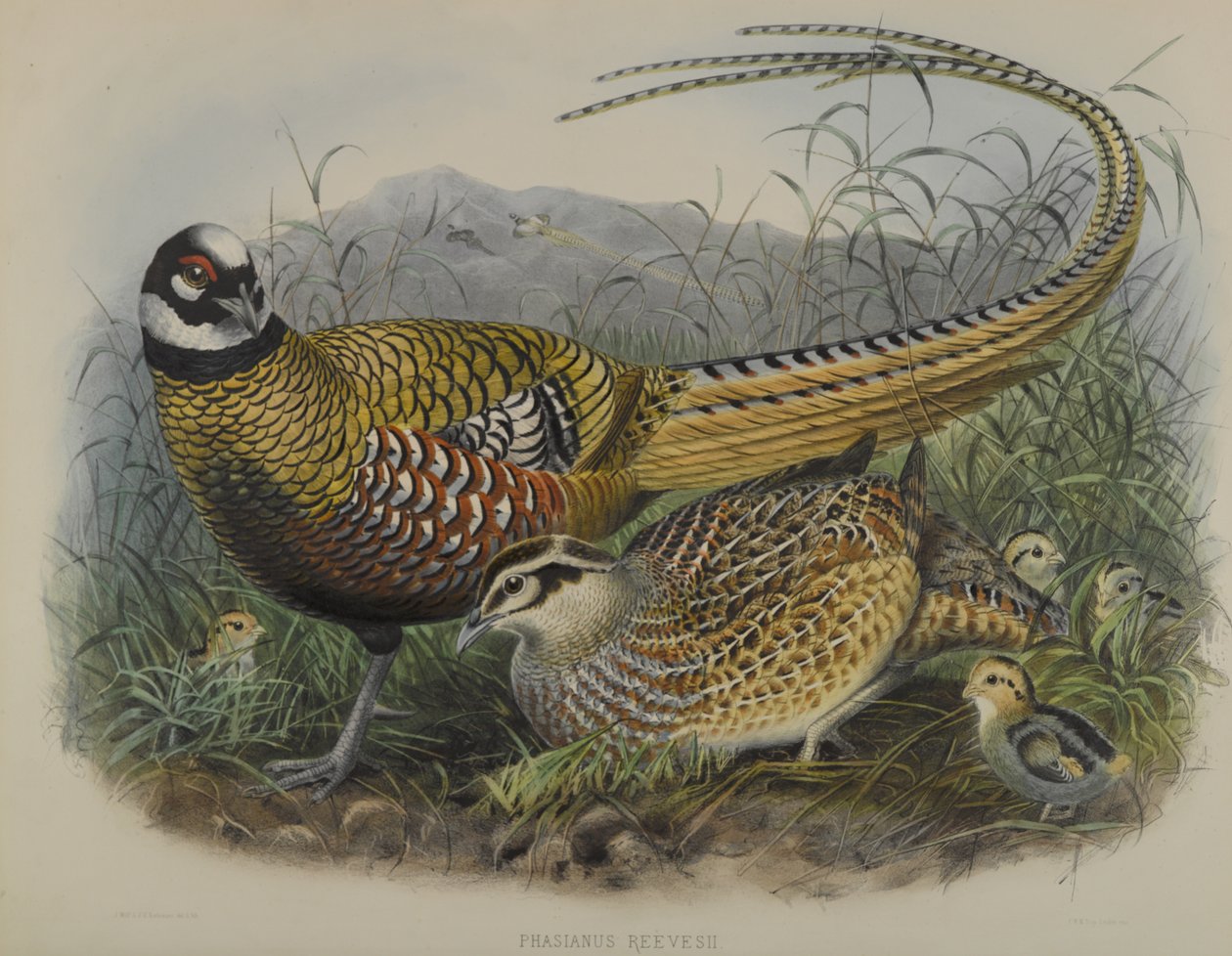 Phasianus Reevesii: ريفز الدراج بواسطة جوزيف سميت