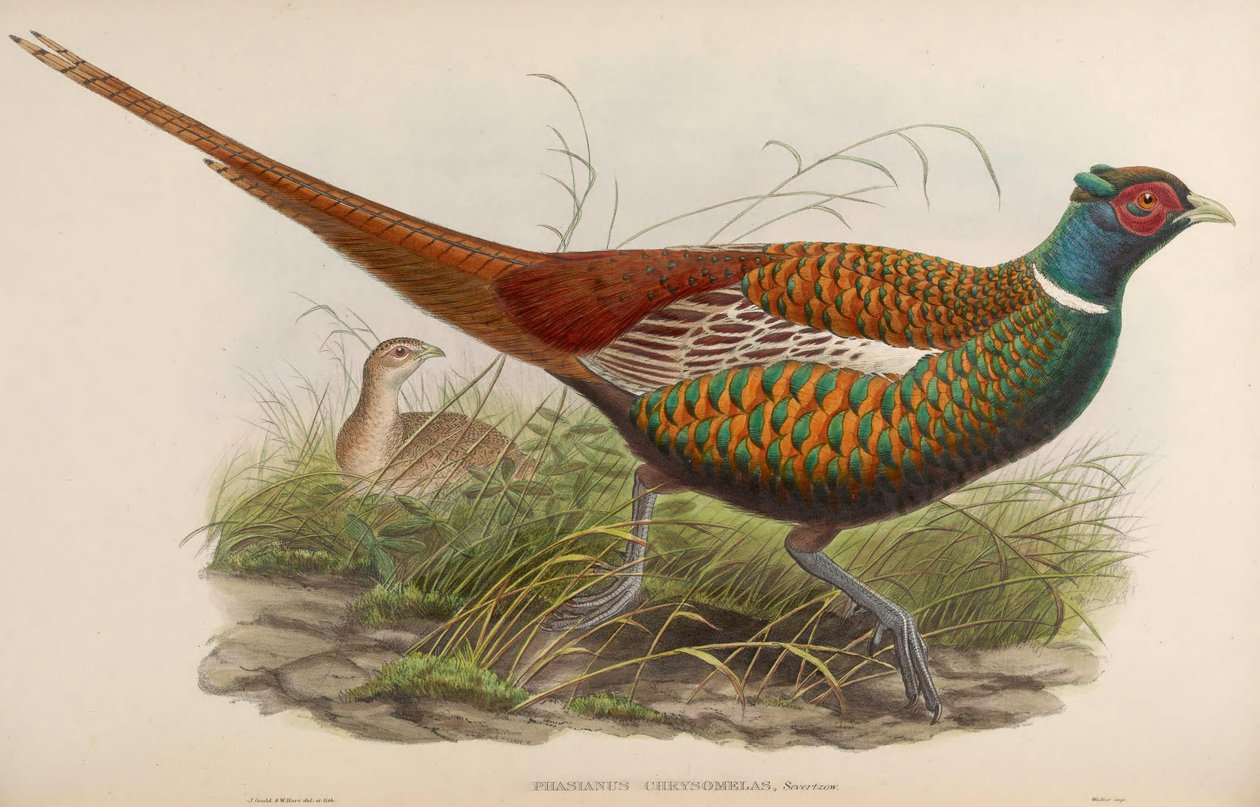 Phasianus chrysomelas = Phasianus colchicus chrysomelas بواسطة جون جولد