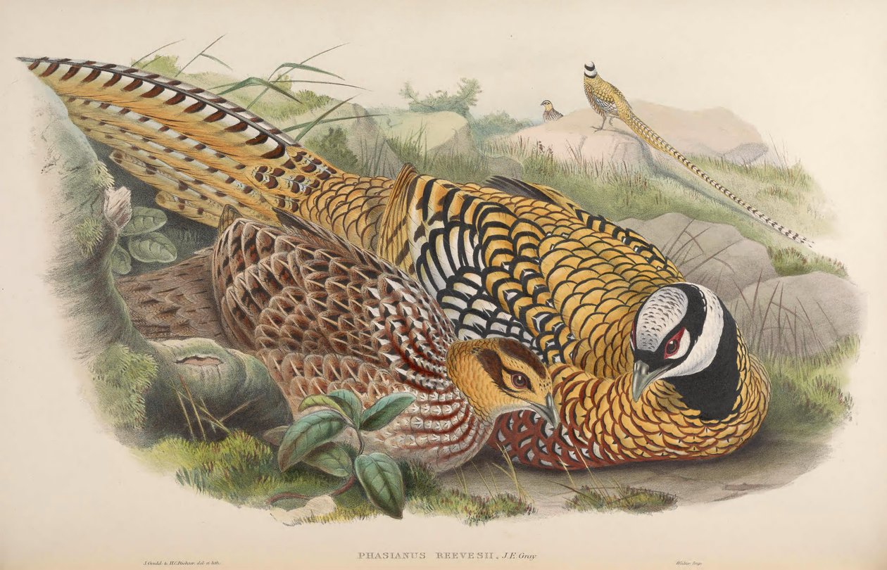 Phasianus reevesii بواسطة جون جولد