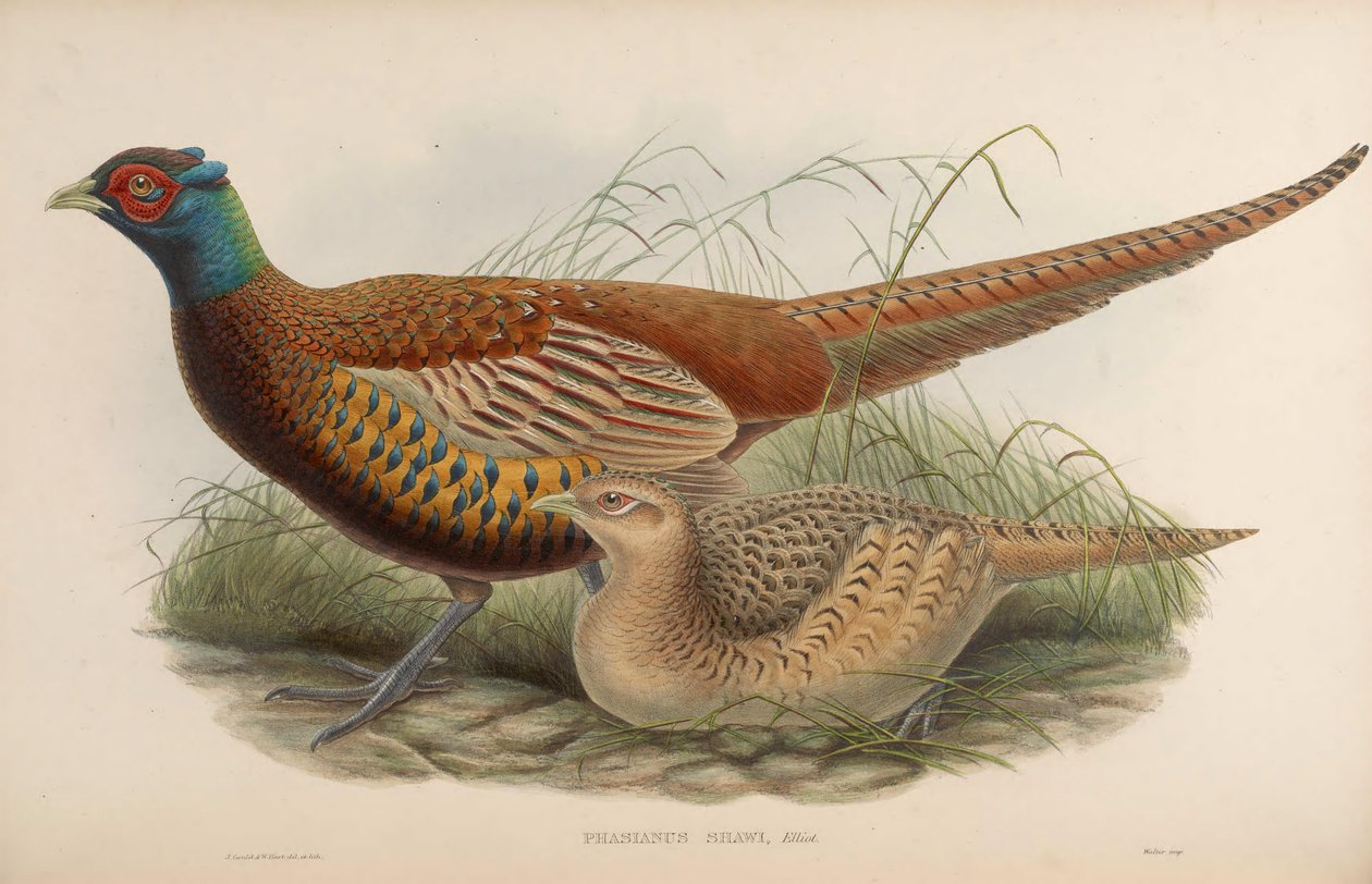 Phasianus shawii = Phasianus colchicus shawii بواسطة جون جولد