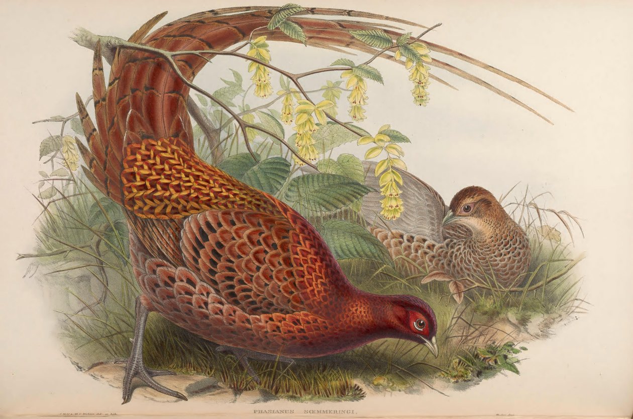 Phasianus soemmeringii = Syrmaticus soemmerringii بواسطة جون جولد