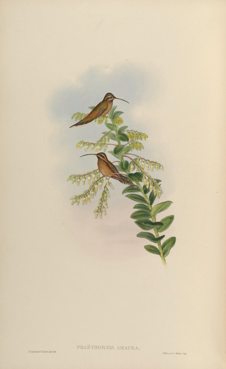 Phaëthornis amaura = Phaethornis striigularis striigularis بواسطة جون جولد