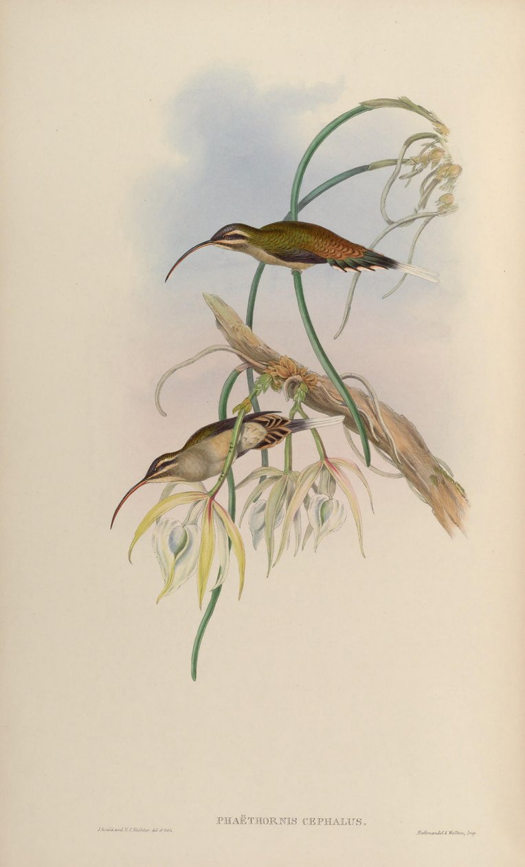Phaëthornis cephalus = Phaethornis longirostris longirostris بواسطة جون جولد