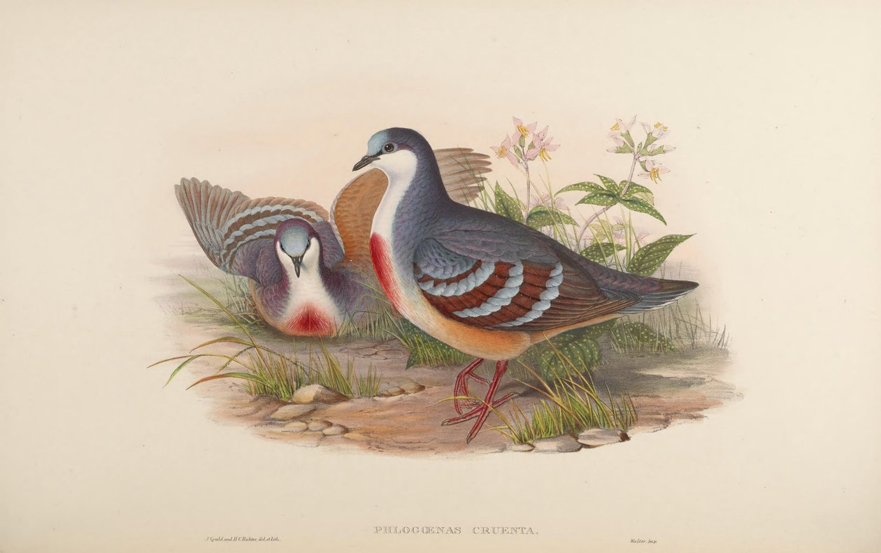 Phlogoenas cruenta = Gallicolumba luzonica بواسطة جون جولد