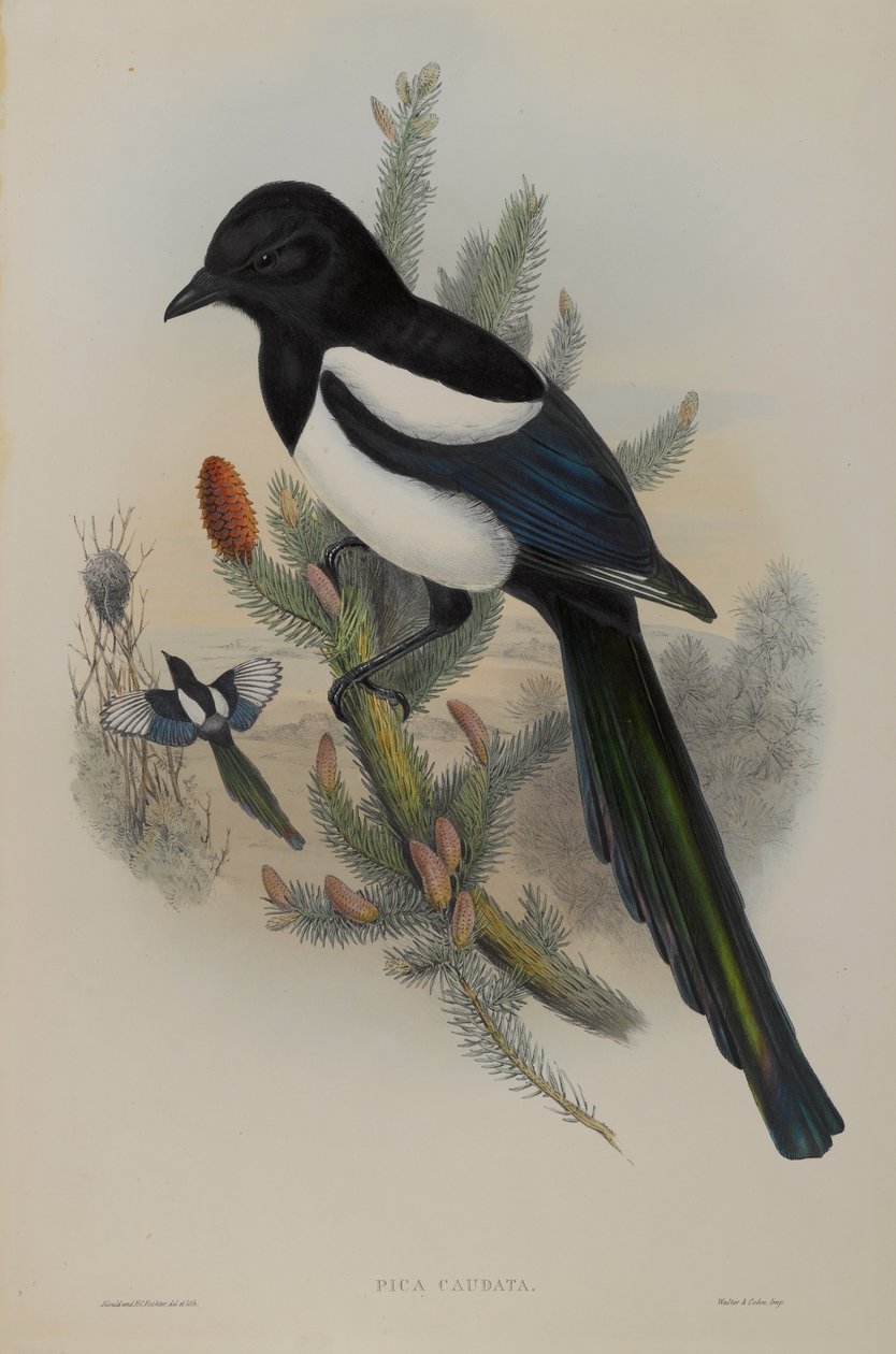 Pica Caudata - Magpie بواسطة جون جولد