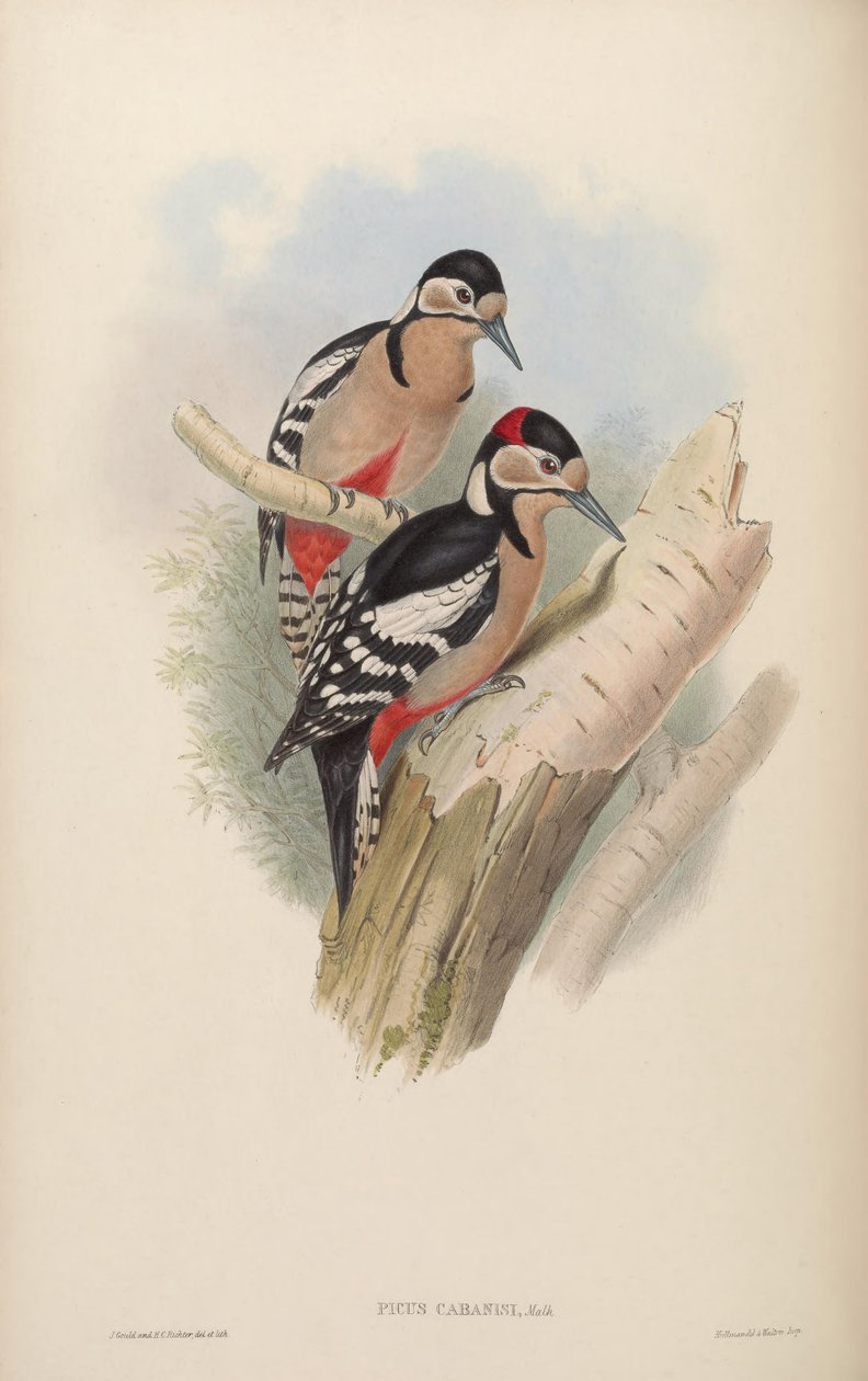 Picus cabanisi = Dendrocopos cabanisi الكبرى بواسطة جون جولد