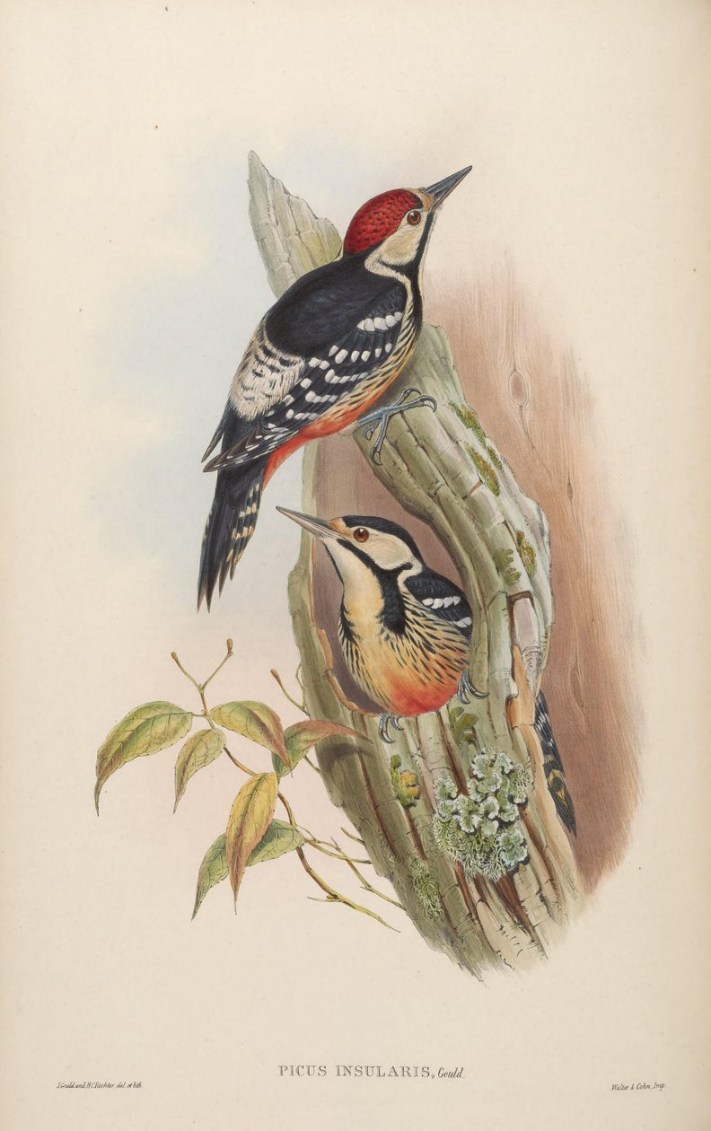 Picus insularis Gould، 1863 = Dendrocopos leucotos insularis. تايوان بواسطة جون جولد