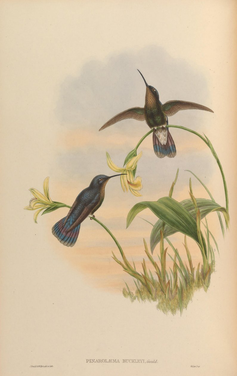 Pinarolaema buckleyi = وميض ، وميض Caemmun بواسطة جون جولد