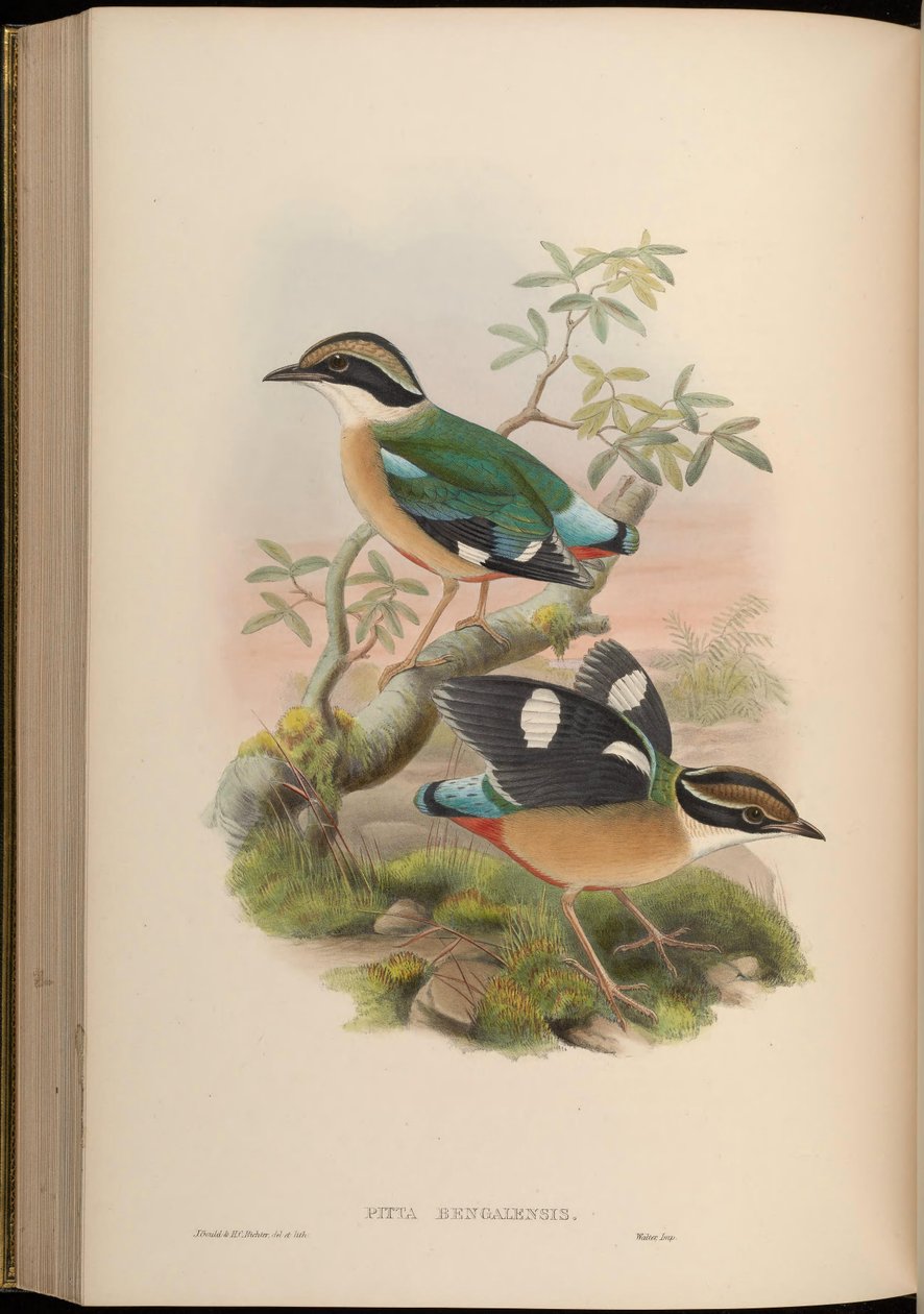 Pitta bengalensis = Pitta brachyura بواسطة جون جولد